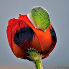 Der Mohn platzt auf