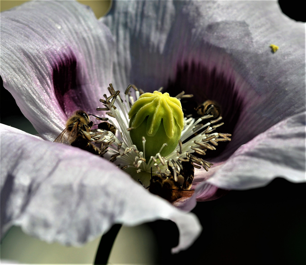 Der Mohn ( Speisemohn) hat immer Besucher