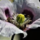 Der Mohn ( Speisemohn) hat immer Besucher