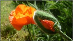 Der Mohn sprengt seine Hülle...