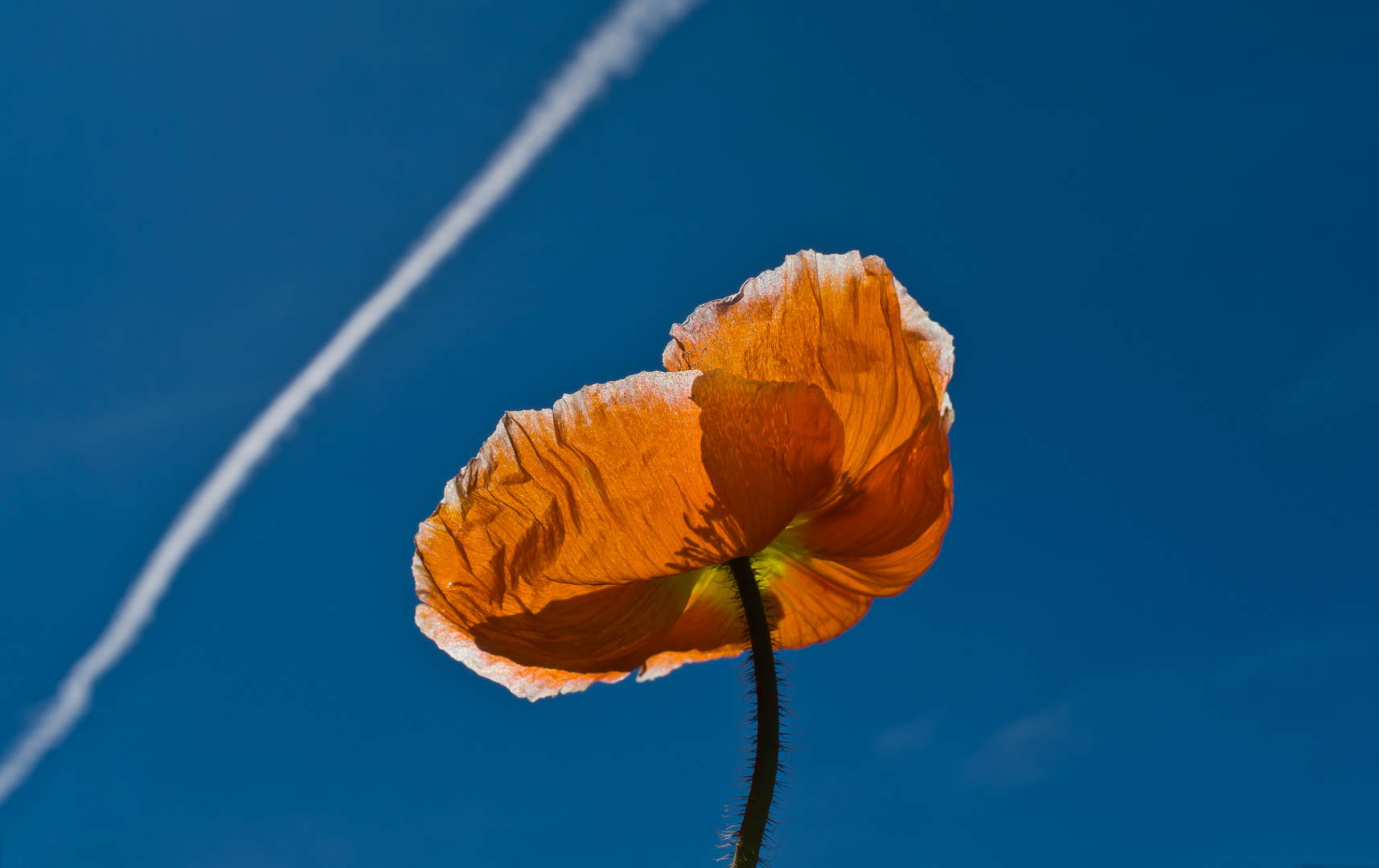 Der Mohn îst aufgegangen