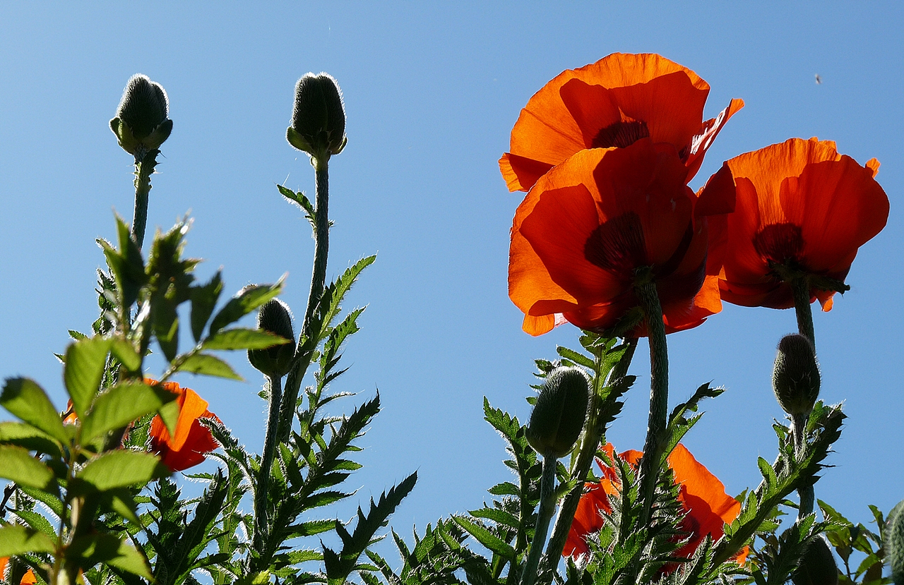 der Mohn streckt sich der Sonne entgegen...