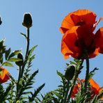 der Mohn streckt sich der Sonne entgegen...