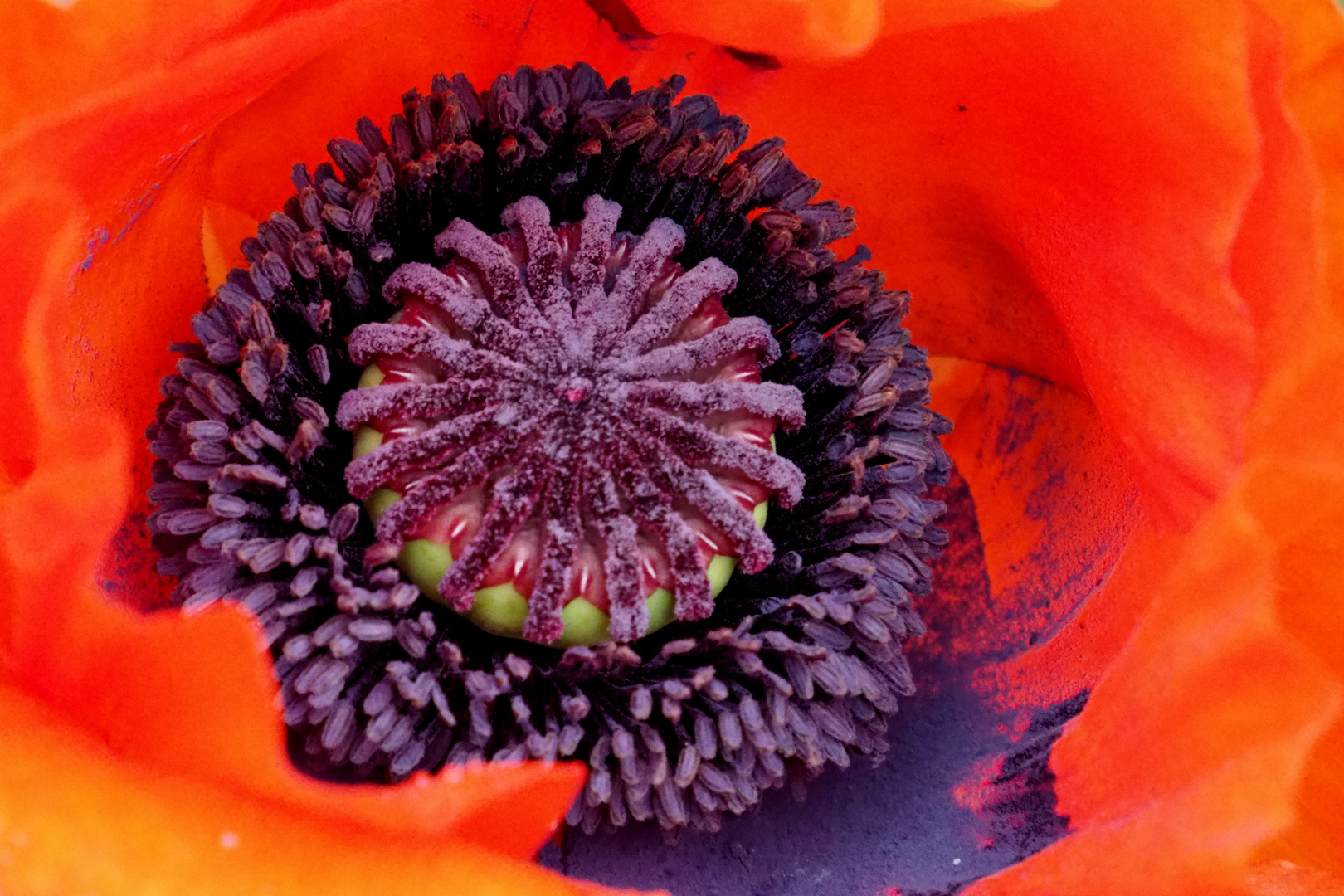 DER MOHN ( TAG ) IST AUFGEGANGEN