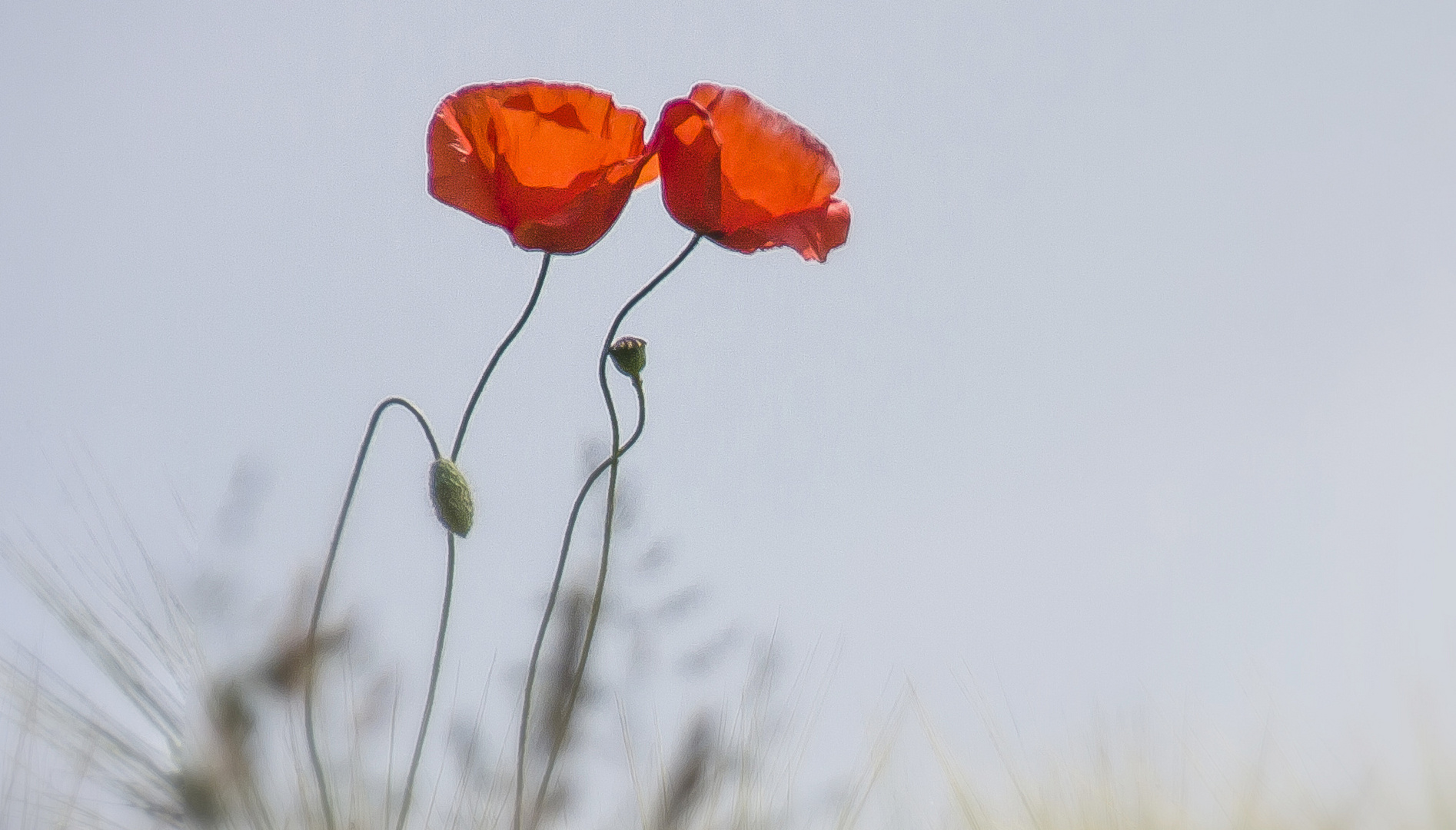 der Mohn tanzt....