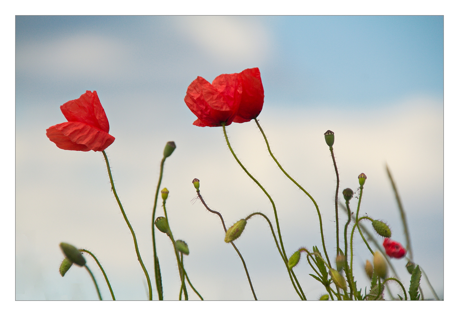 Der Mohn tanzt im Wind