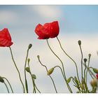 Der Mohn tanzt im Wind