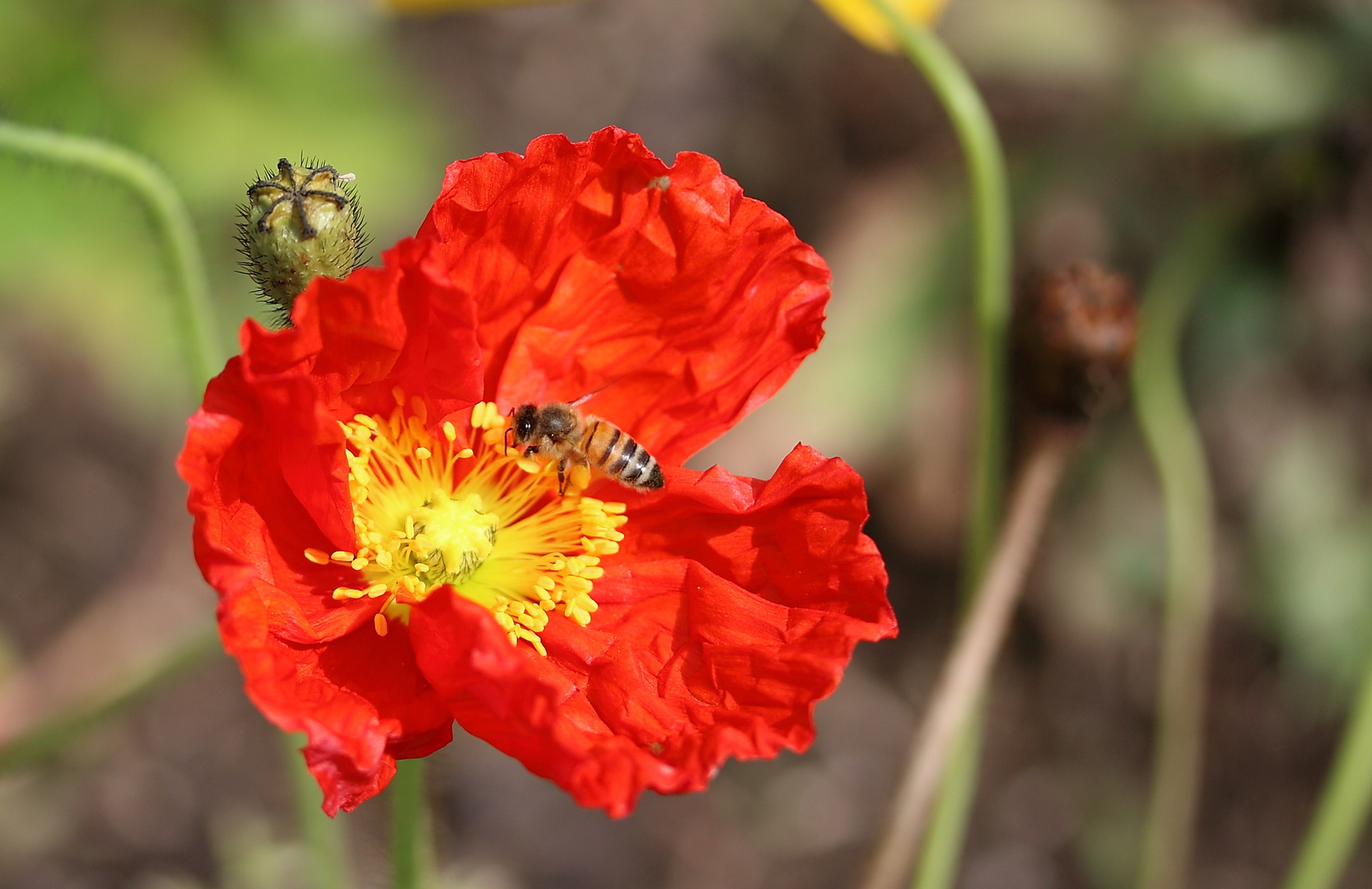 Der Mohn und die Insekten...