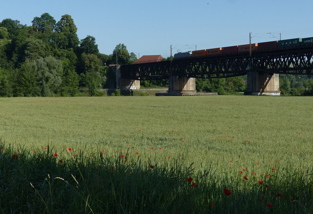 Der Mohn und die Silberfische