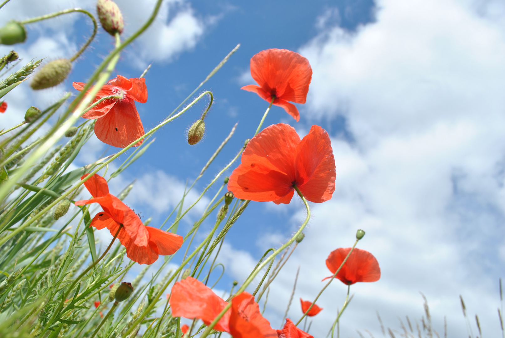 Der Mohn und die Sonne