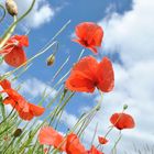 Der Mohn und die Sonne