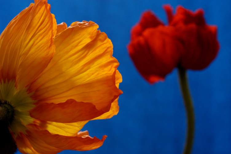 Der Mohn und meine Farben