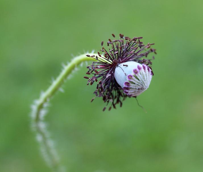 ... der Mohn verliert seine Blüten