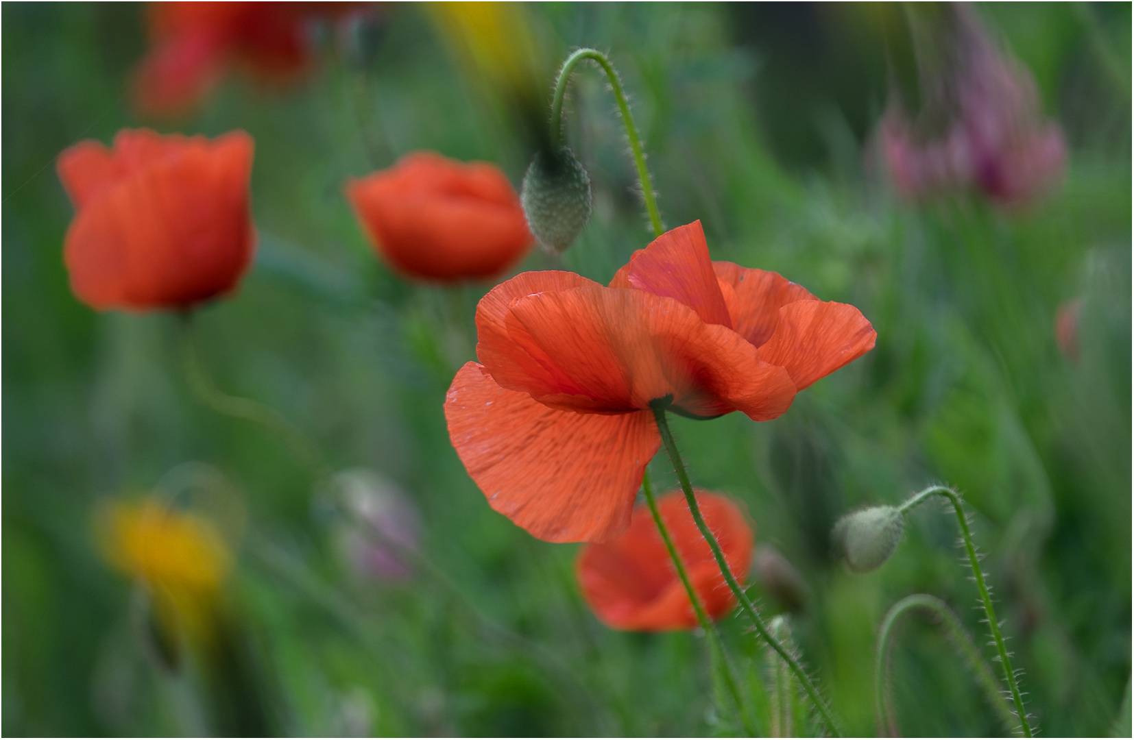 Der Mohn verzaubert...