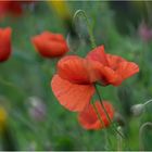 Der Mohn verzaubert...