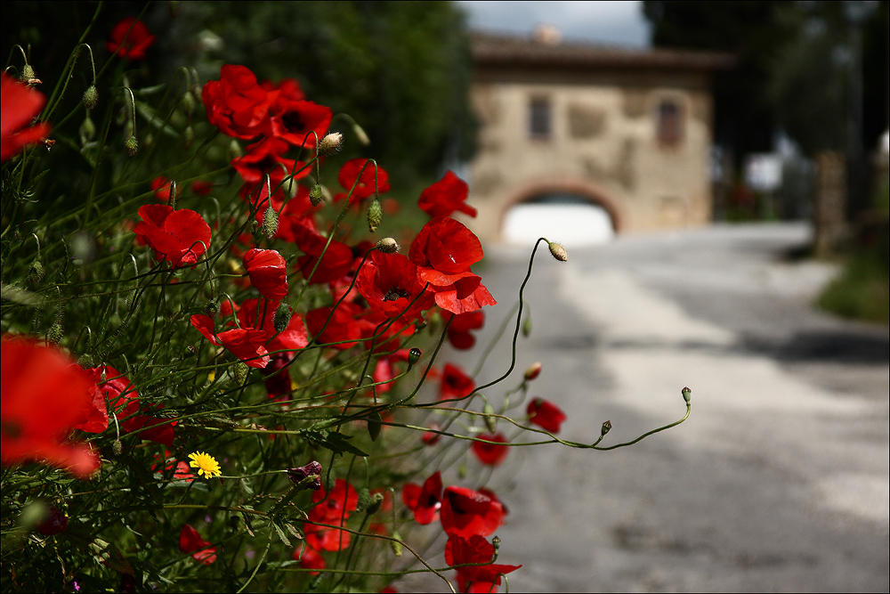 Der Mohn von Montepulciano