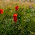 Der Mohn von Rolampont.