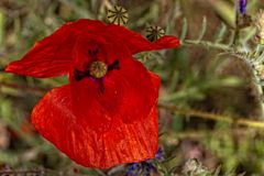 Der Mohn - wer sonst