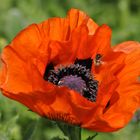 Der Mohn wird angeflogen