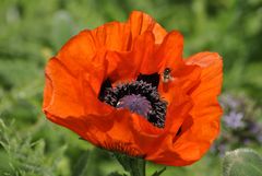 Der Mohn wird angeflogen