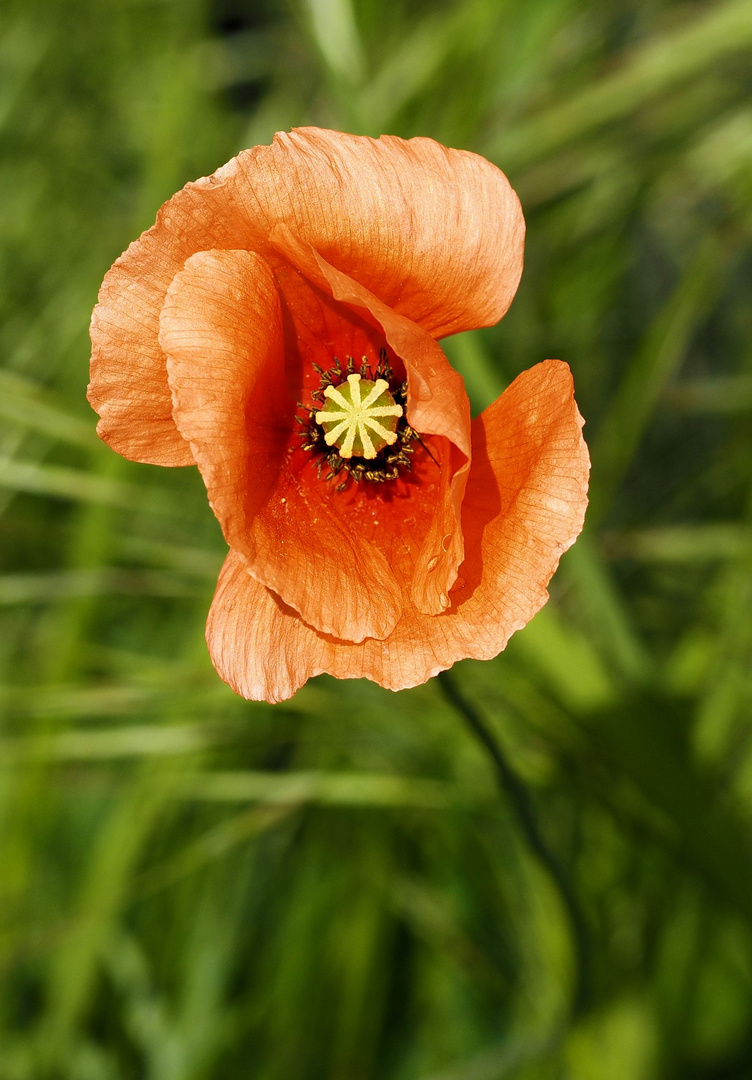 Der Mohn....als Mittwochsblümchen…