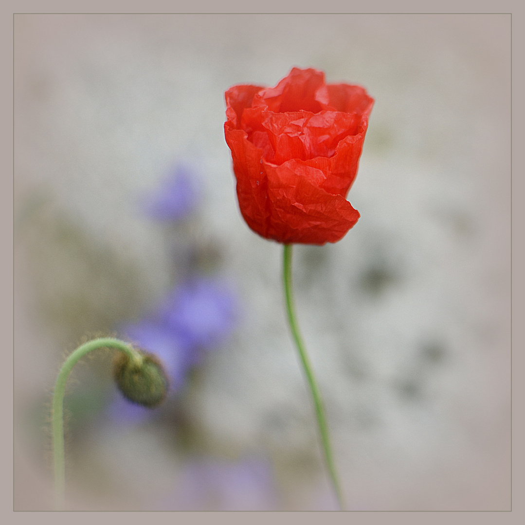 ...Der Mohn...Bald ist er für dieses Jahr verschwunden...