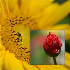 Der "Mohnzeit" folgt nun die "Sonnenblumenzeit"