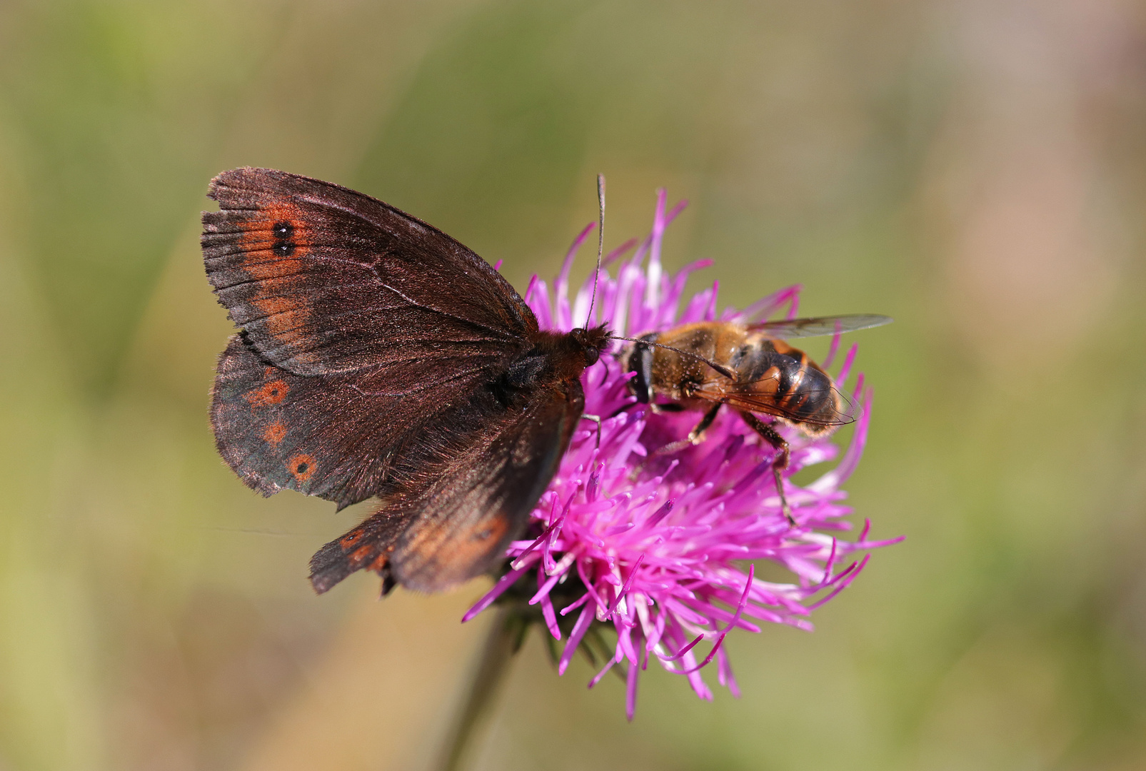 Der Mohrenfalter und die Schwebfliege