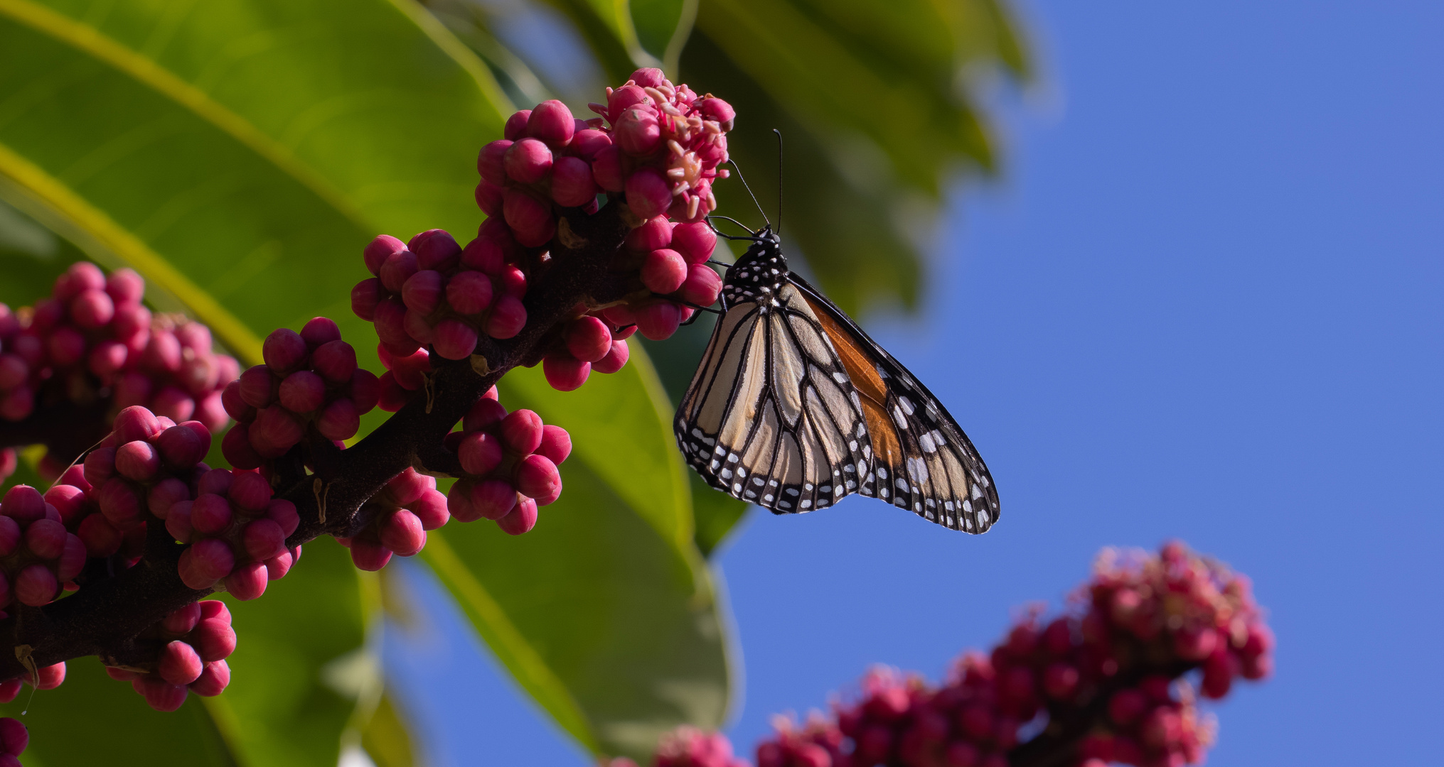 Der Monarch beim Frühstück.