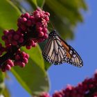 Der Monarch beim Frühstück.