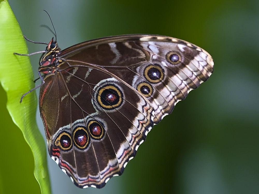 Der Monarch (Danaus plexippus)