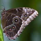 Der Monarch (Danaus plexippus)