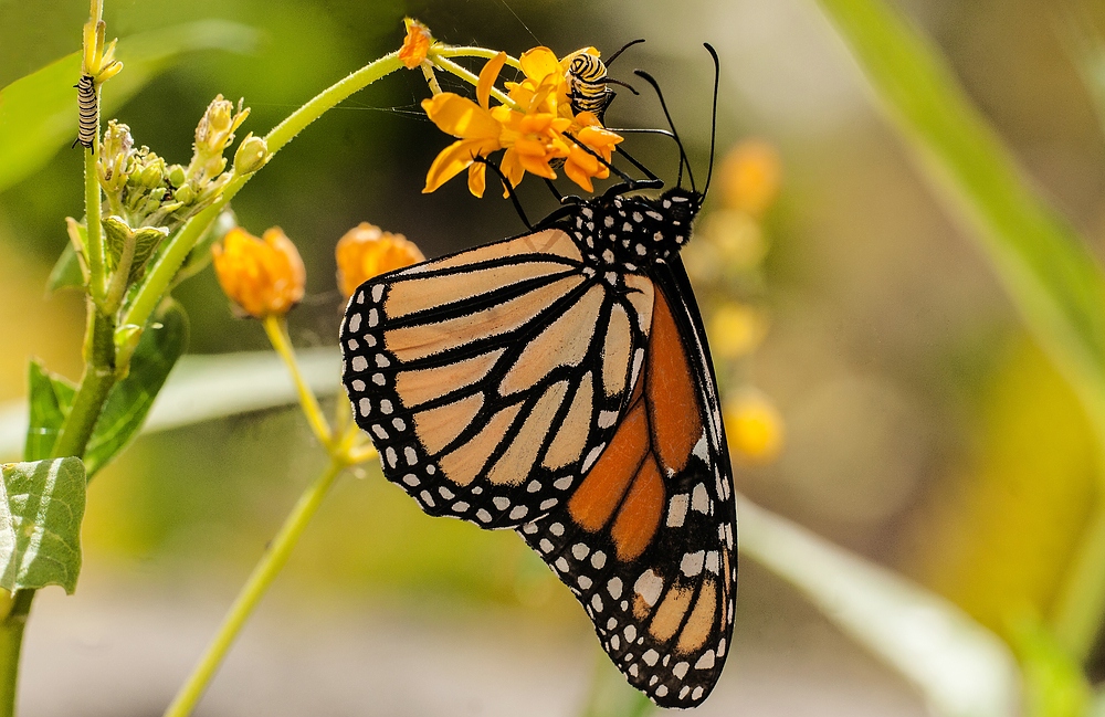 Der Monarch und sein Nachwuchs