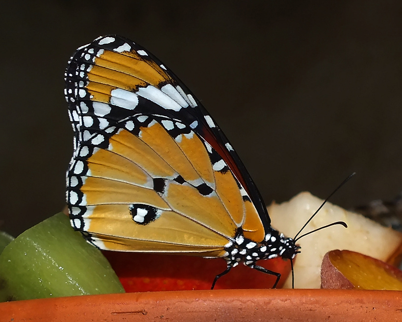 Der Monarchfalter ...   (Kleiner Monarch, danke an bayucca für den Hinweis)