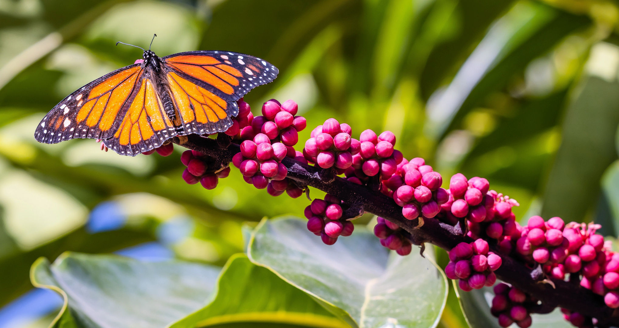 Der Monarch(Foto Gran Canaria)