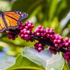 Der Monarch(Foto Gran Canaria)