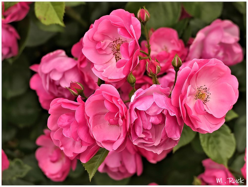 Der Monat Juni ist der Rosenmonat , Foto & Bild | pflanzen, pilze