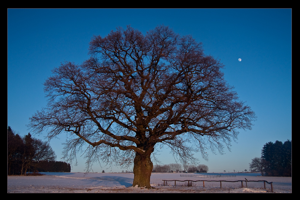 Der Mond