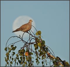 der Mond als Hintergrund