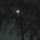 Der Mond durch die Birken bei -10°C um 22.30...bitterkalt