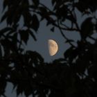 der Mond durch die Hecke