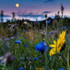 Der Mond geht auf, die Sonne unter