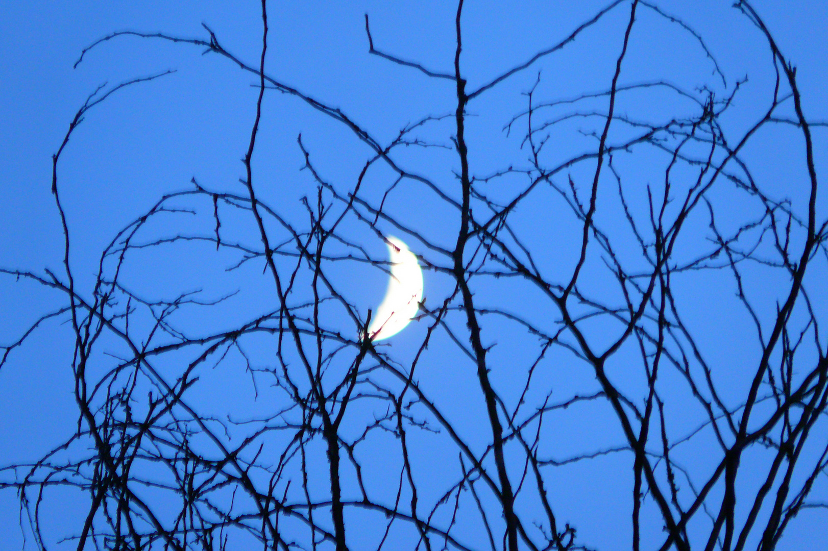 der Mond hängt im Geäst