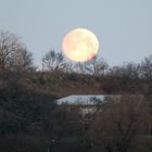 Der Mond hängt in den Bäumen 