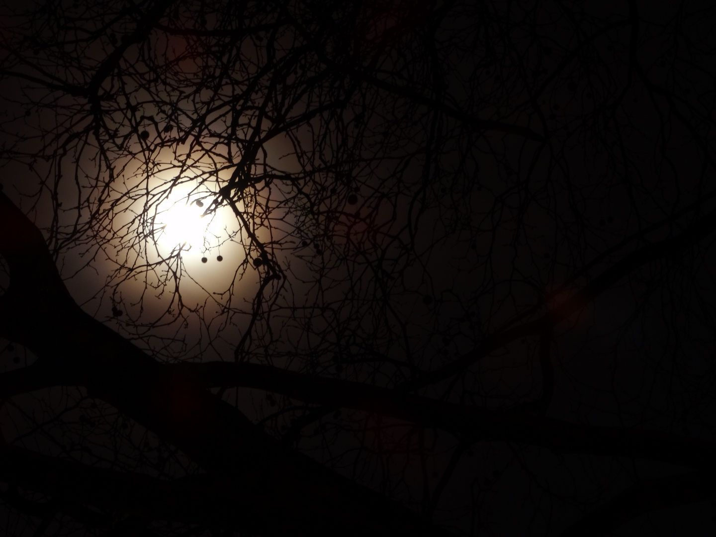 Der Mond hinter einem Baum