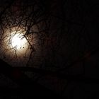 Der Mond hinter einem Baum