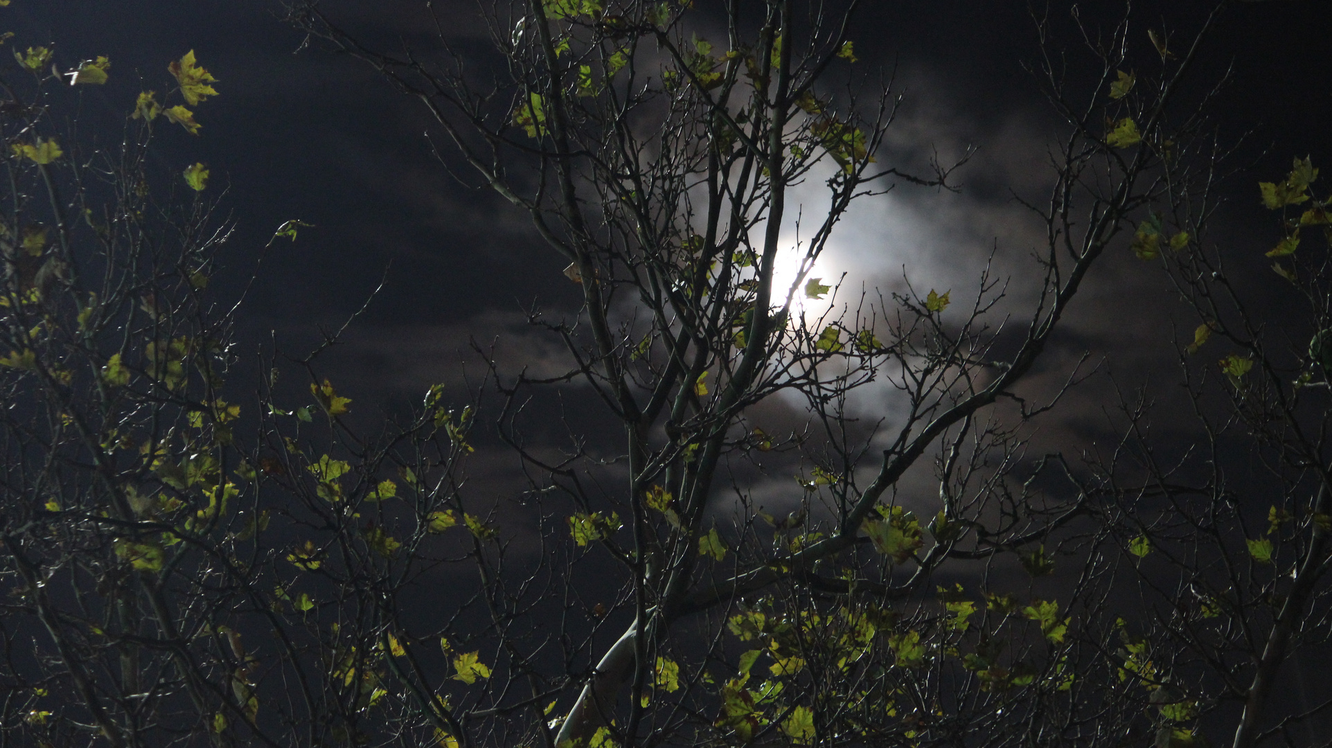 Der Mond hinterm Baum