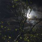 Der Mond hinterm Baum