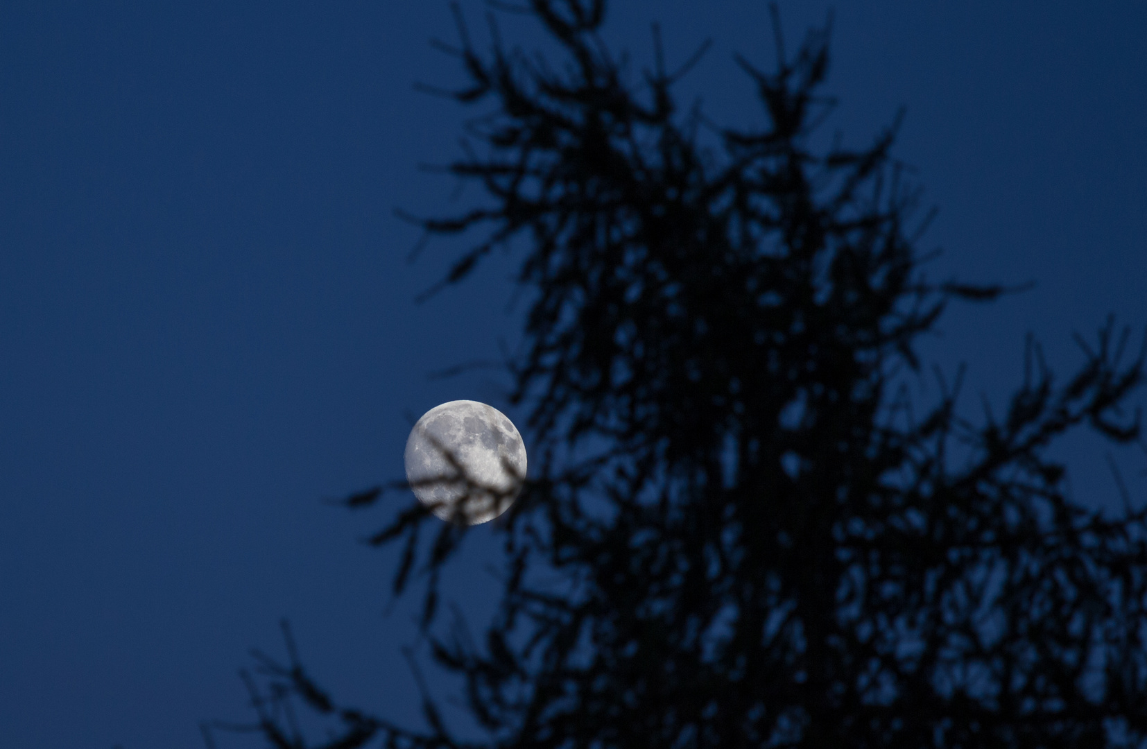 Der Mond hinterm Baum