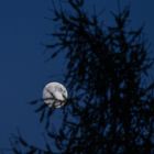 Der Mond hinterm Baum